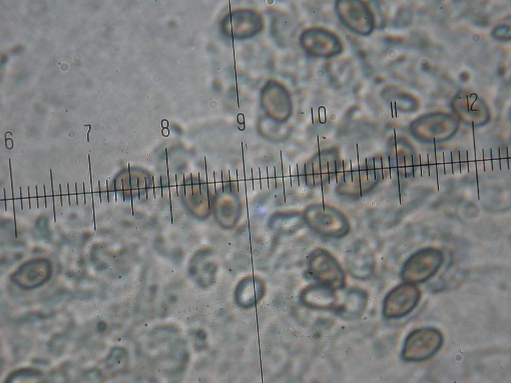 E tempo di ... Agaricus